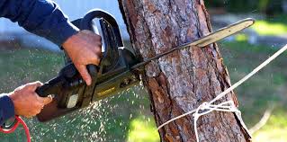 Best Hazardous Tree Removal  in Thedral City, CA