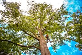 Best Tree Health Inspection  in Thedral City, CA