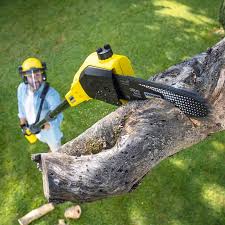 Leaf Removal in Cathedral City, CA