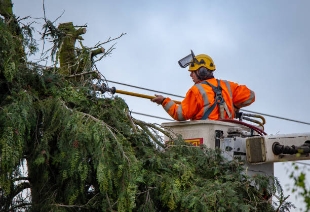 Best Emergency Tree Removal  in Thedral City, CA