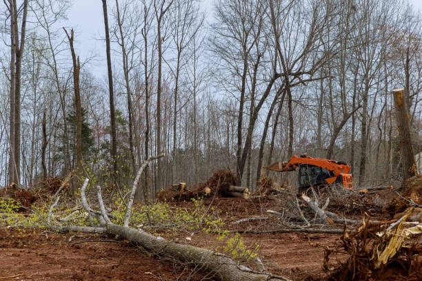 Best Arborist Consultation Services  in Thedral City, CA