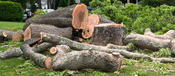 How Our Tree Care Process Works  in  Cathedral City, CA