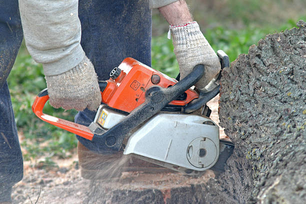 Cathedral City, CA Tree Care Company