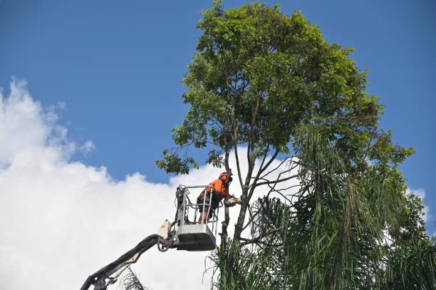 Best Tree Risk Assessment  in Thedral City, CA