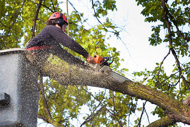 Best Tree Preservation Services  in Thedral City, CA
