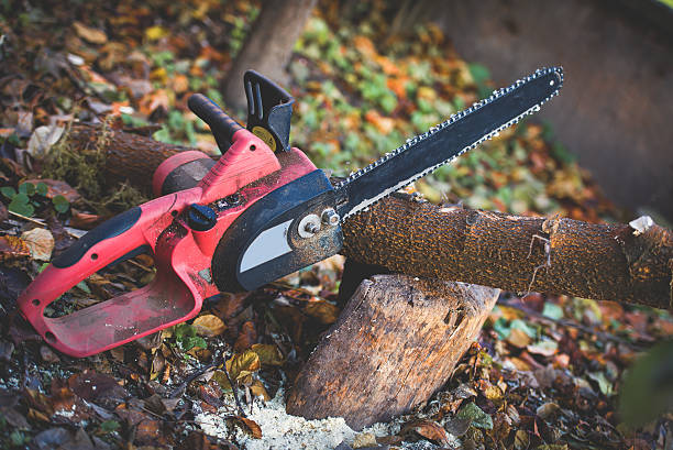 Best Tree and Shrub Care  in Thedral City, CA