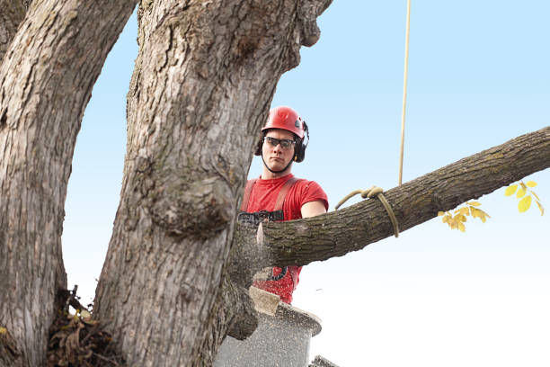 Best Hedge Trimming  in Thedral City, CA