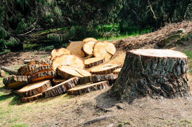 Best Commercial Tree Services  in Thedral City, CA